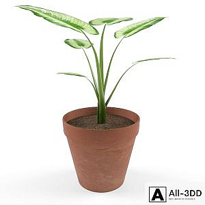 Flower in a pot