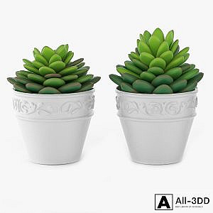 Succulents 09