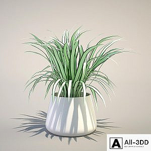 Chlorophytum