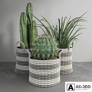 Cactus set