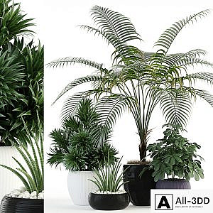 Plants collection 86