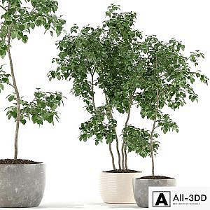 Plants collection 96