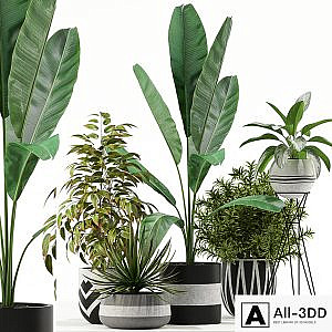 Plants collection 114