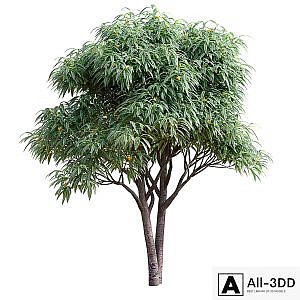 Deciduous tree with fruit - Medlar