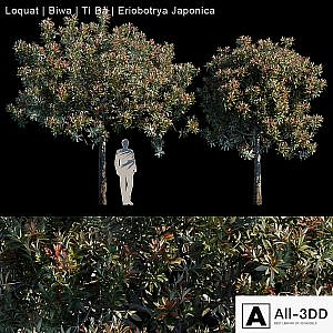Loquat | Biwa | Eriobotrya japonica