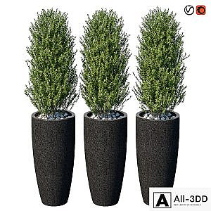Street bushes in pots VI