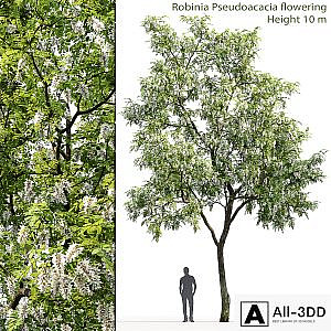Robinia