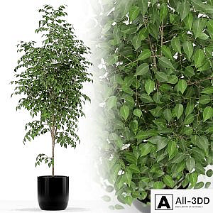 Plants collection 151