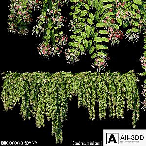 Combretum indicum | Quisqualis indica # 1 (5 Model)