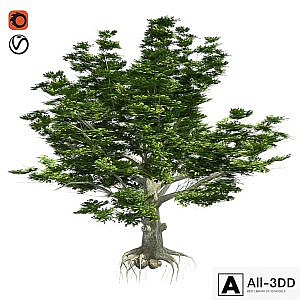 American Beech Tree - Low Poly