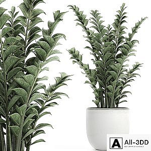 Beautiful small decorative flower in a white pot Zamiokulkas. Set 616.