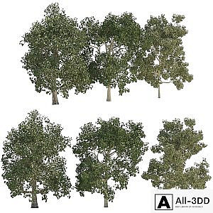 Three trees