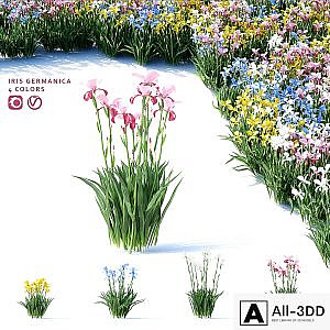Bearded iris flowers | Iris germanica 4 colors