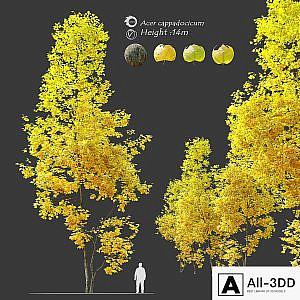 Autumn Acer cappadocicum (coliseum maple)