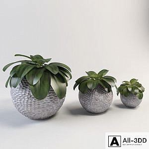 Large spherical vase with a plant