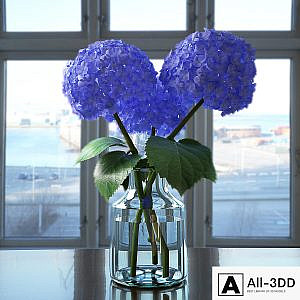 Hydrangea