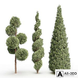 Thuja # 1 (Thuja # 1)
