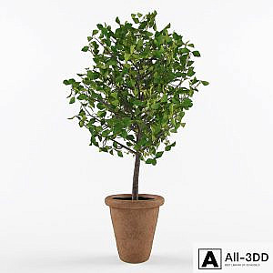 Decorative houseplant