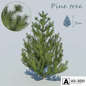 Pine