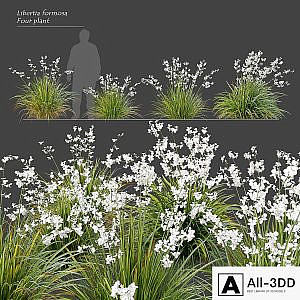 Libertia formosa