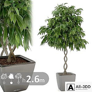 Ficus Ali / Ficus binnendijkii