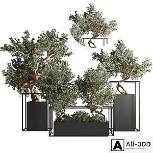 indoor plant bonsai set 24