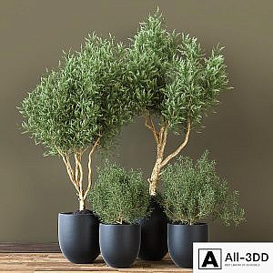 Indoor_Plant_Vol_19