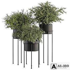 indoor Plant Set 371- Bush and Plant Set in Black stand