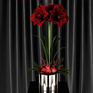 Amaryllis Christmas arrangement
