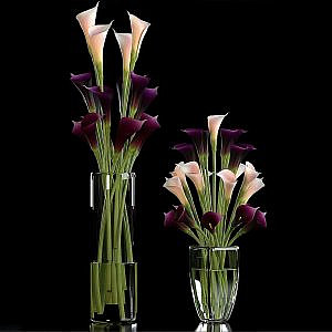 CALLA LILLY PURPLE