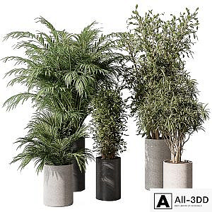 indoor Plant Set 386- Tree and Plant Set in pot