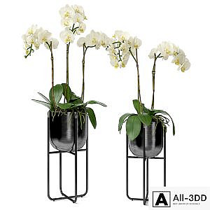 Orchid in a pot