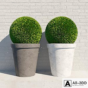 bush in a pot