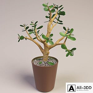 Blooming money tree