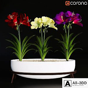 Hippeastrum