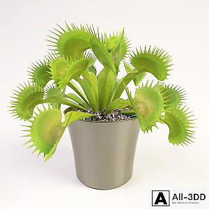 Venus flytrap