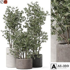 Plants collection 893