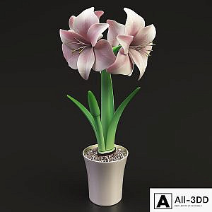 Hippeastrum