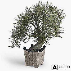 Olea europaea