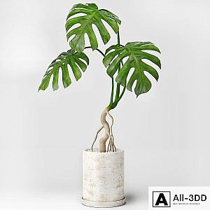 Monstera