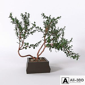 Manzanita