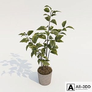 PN_Plant -Decor