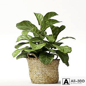 ficus lyrata №2