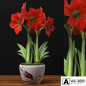RED AMARYLLIS