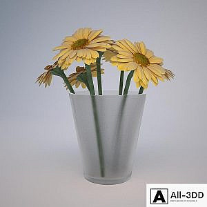Gerbera