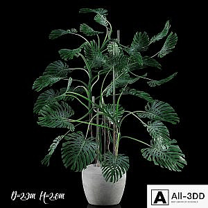 Big Monstera / Big Monstera