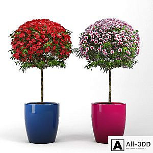 Leptospermum_Topiary