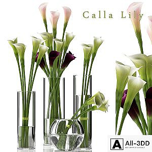 CALLA LILY 2