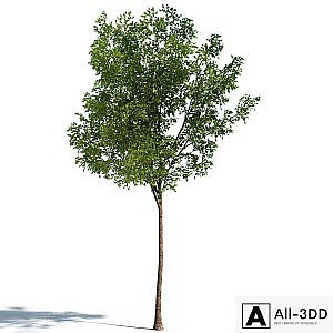 Tilia Tree 4.5m