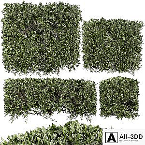 Collection plant vol 546 - bush - ivy - laurus - nobilis